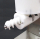 BRAVO fillgood filling machine